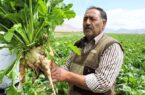 برداشت ۴۰۰ هزار تن چغندرقند از کشتزارهای لرستان